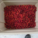 201810 picking4.jpg